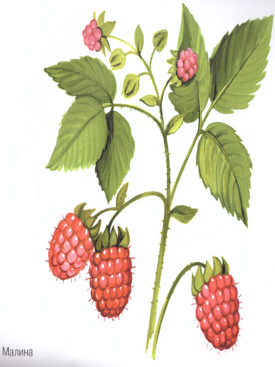 Обложка книги Ягоды в картинках. Наглядное пособие для педагогов, воспитателей, логопедов, родителей, Автор Шорыгина Т.А., издательство ГНОМ | купить в книжном магазине Рослит