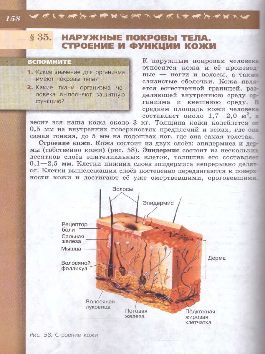 Обложка книги Биология 8 класс. Учебник. ФГОС, Автор Пасечник В.В. Каменский А.А. Швецов Г.Г., издательство Просвещение | купить в книжном магазине Рослит