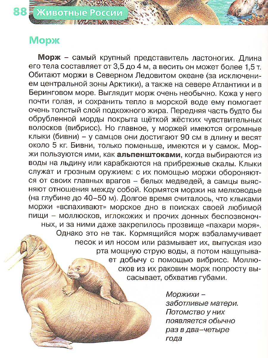 Обложка Животные России, издательство РОСМЭН | купить в книжном магазине Рослит