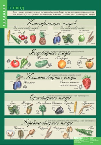 Обложка книги Таблицы Биология 6 класс. Растения. Грибы. Бактерии, Автор , издательство Спектр-М | купить в книжном магазине Рослит