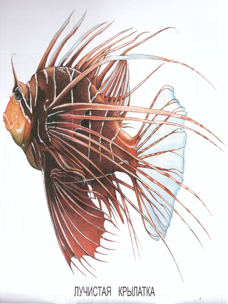 Обложка книги Раскраска "Экзотические рыбки", Автор , издательство Страна фантазий | купить в книжном магазине Рослит