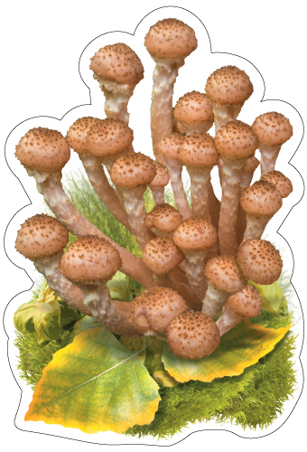 Обложка книги Вырубная фигурка. Грибы Опята, Автор М-17002, издательство Сфера | купить в книжном магазине Рослит