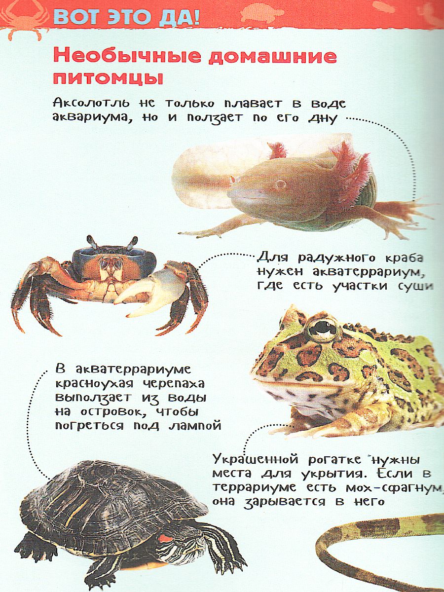 Обложка Домашние питомцы. Энциклопедия для детского сада, издательство РОСМЭН | купить в книжном магазине Рослит