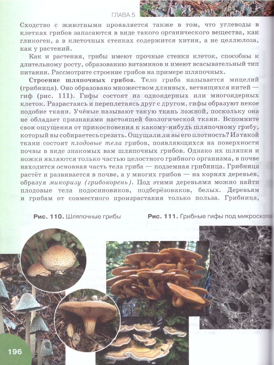 Обложка книги Биология 6 класс. Учебник. ФГОС, Автор Исаева Т.А. Романова Н.И., издательство Русское слово | купить в книжном магазине Рослит