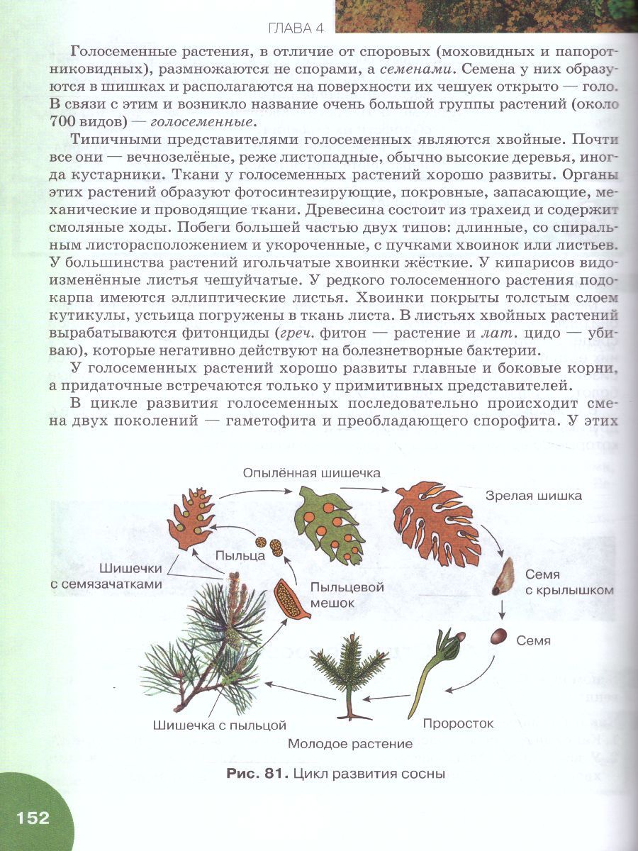 Обложка книги Биология 6 класс. Учебник. ФГОС, Автор Исаева Т.А. Романова Н.И., издательство Русское слово | купить в книжном магазине Рослит