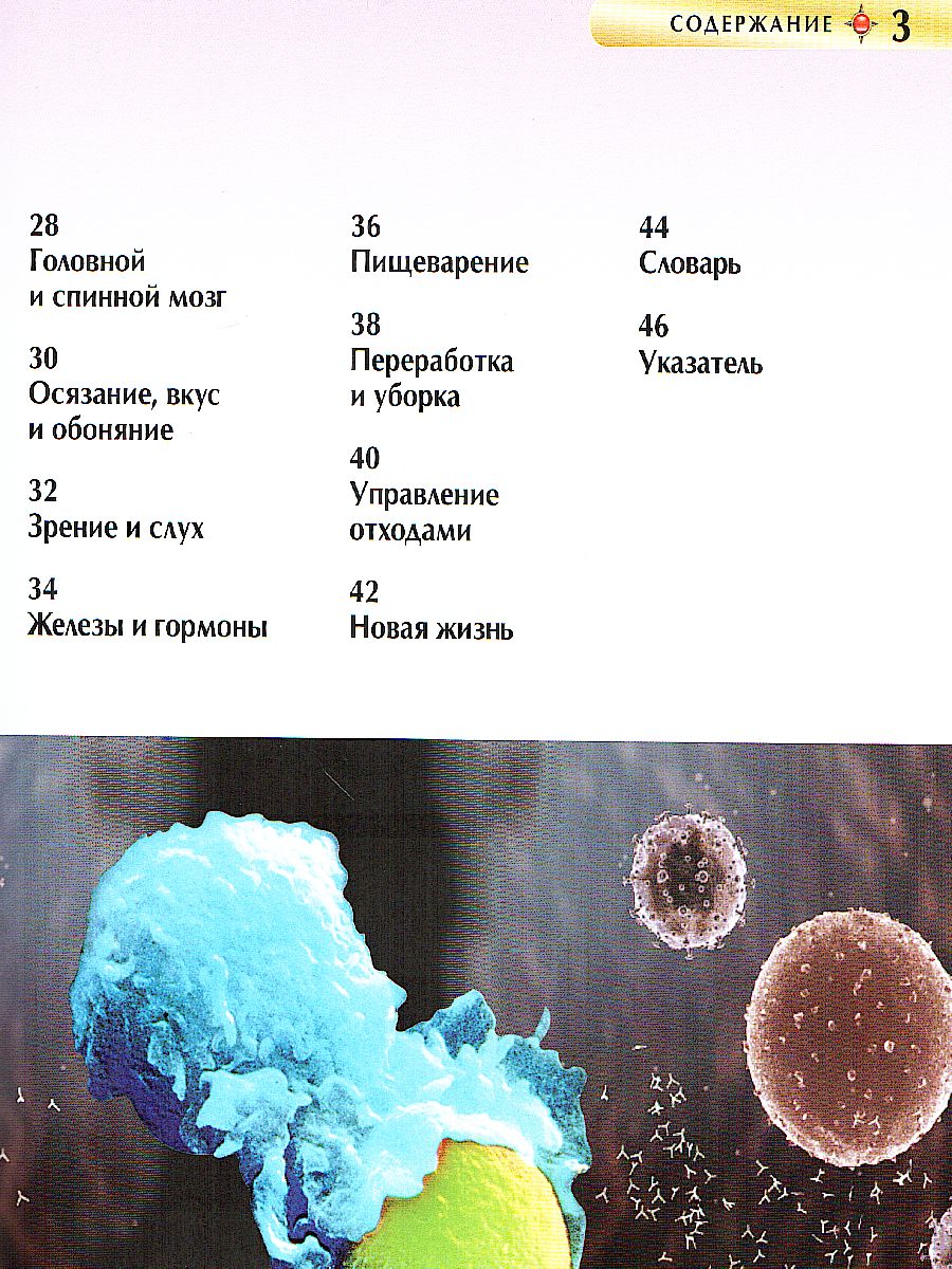 Обложка Тело человека (ДЭР), издательство РОСМЭН | купить в книжном магазине Рослит
