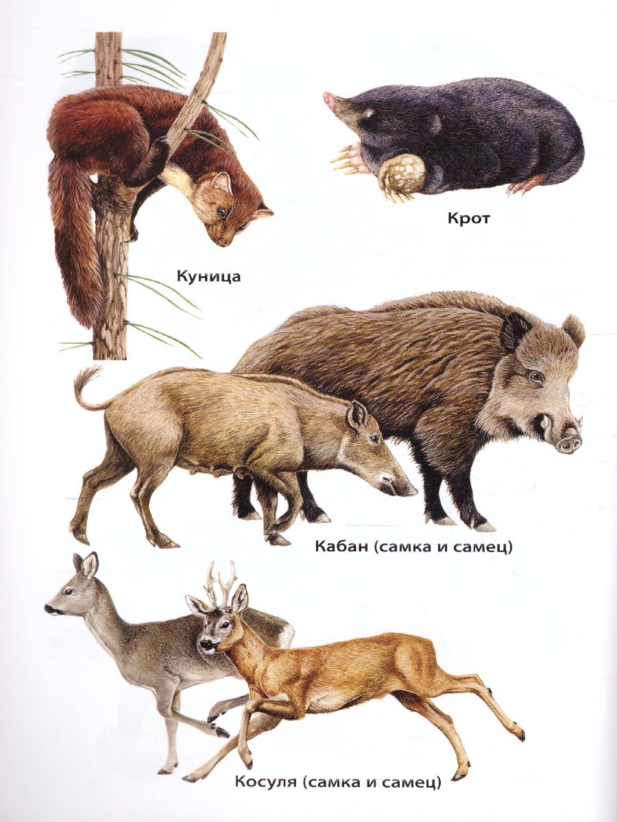 Обложка книги Животные России. ФГОС, Автор Ситникова Т.Н., издательство Вако | купить в книжном магазине Рослит