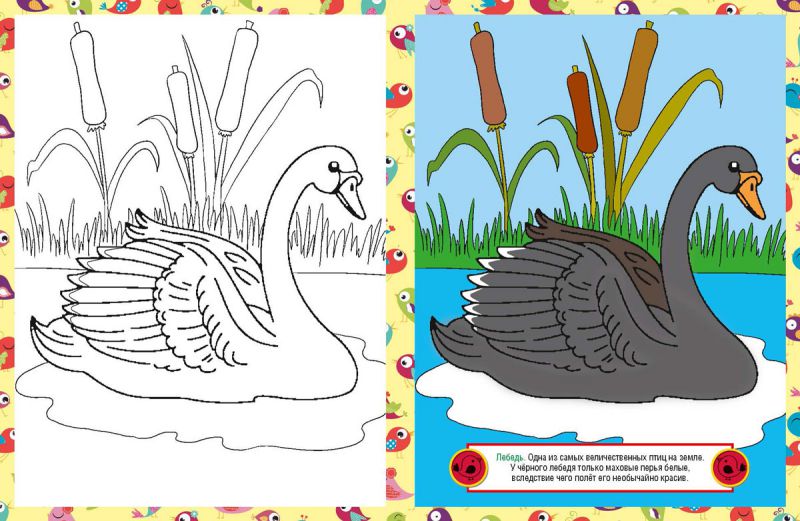 Обложка книги Раскраска детская. Птицы, Автор , издательство РУЗ Ко | купить в книжном магазине Рослит