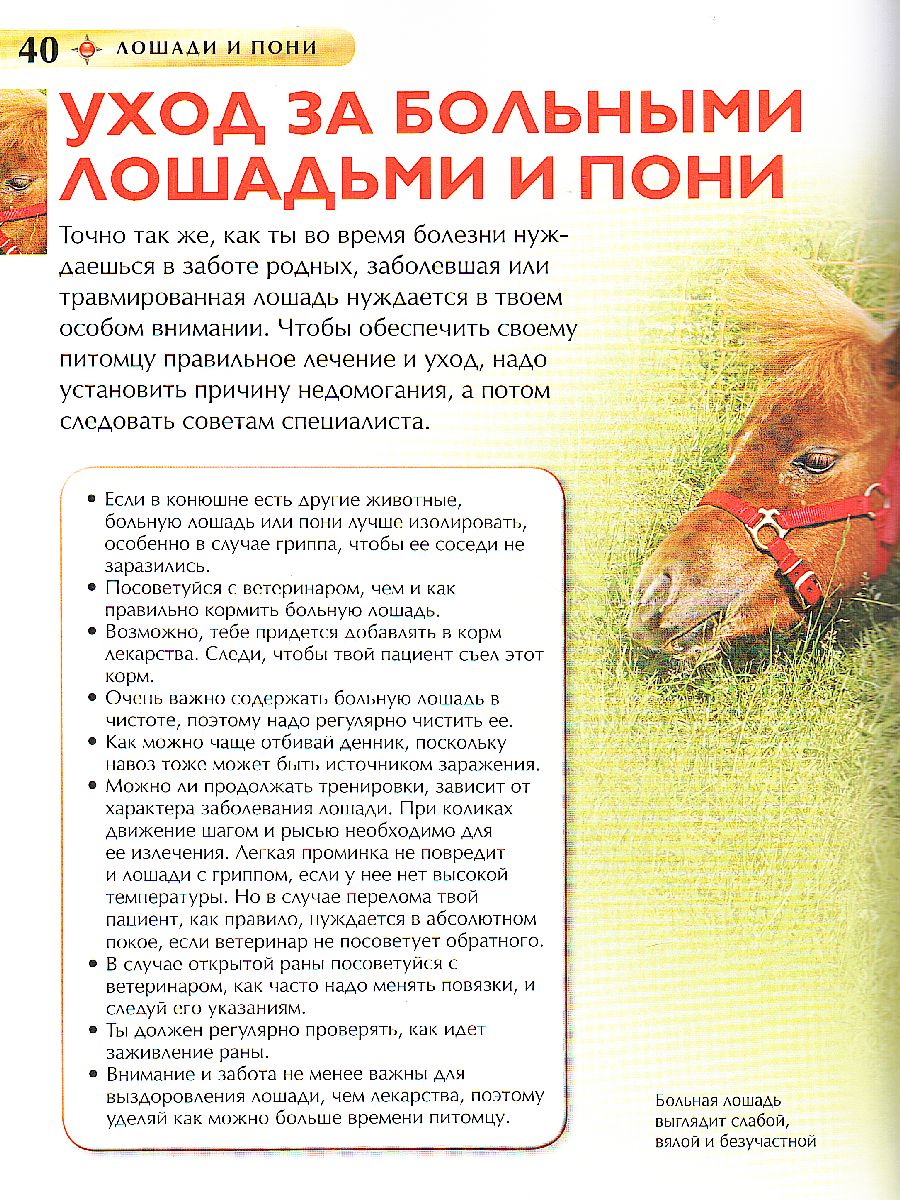 Обложка Лошади и пони, издательство РОСМЭН | купить в книжном магазине Рослит