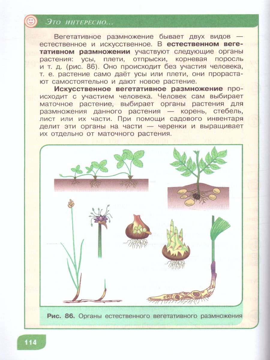 Обложка книги Технология 7 класс. Цветоводство и декоративное садоводство (для обучающихся с тяжёлыми нарушениями речи). Учебное пособие, Автор Карман Н.М. Ковалева Е.А. Зак Г.Г., издательство Просвещение | купить в книжном магазине Рослит