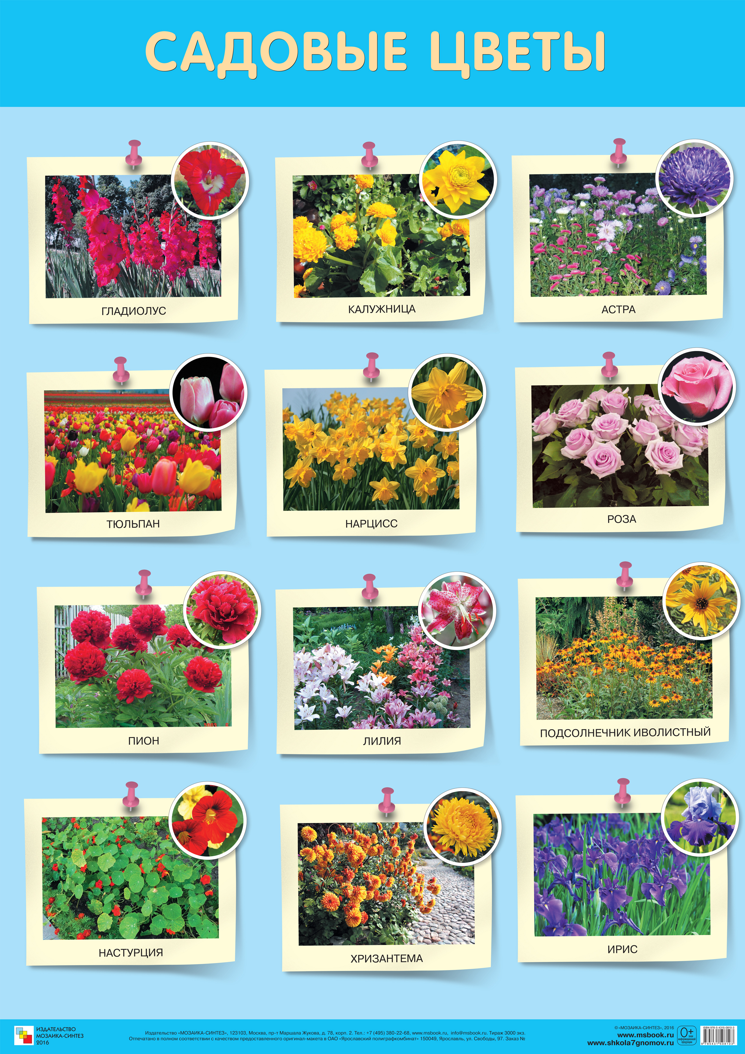 Обложка книги Развивающие плакаты. Садовые цветы, Автор Дорофеева Э. М., издательство Мозаика-Синтез | купить в книжном магазине Рослит