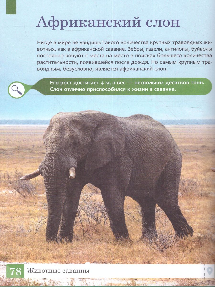 Обложка книги Животные: энциклопедия, Автор Ульева Е.А., издательство Феникс ТД                                          | купить в книжном магазине Рослит