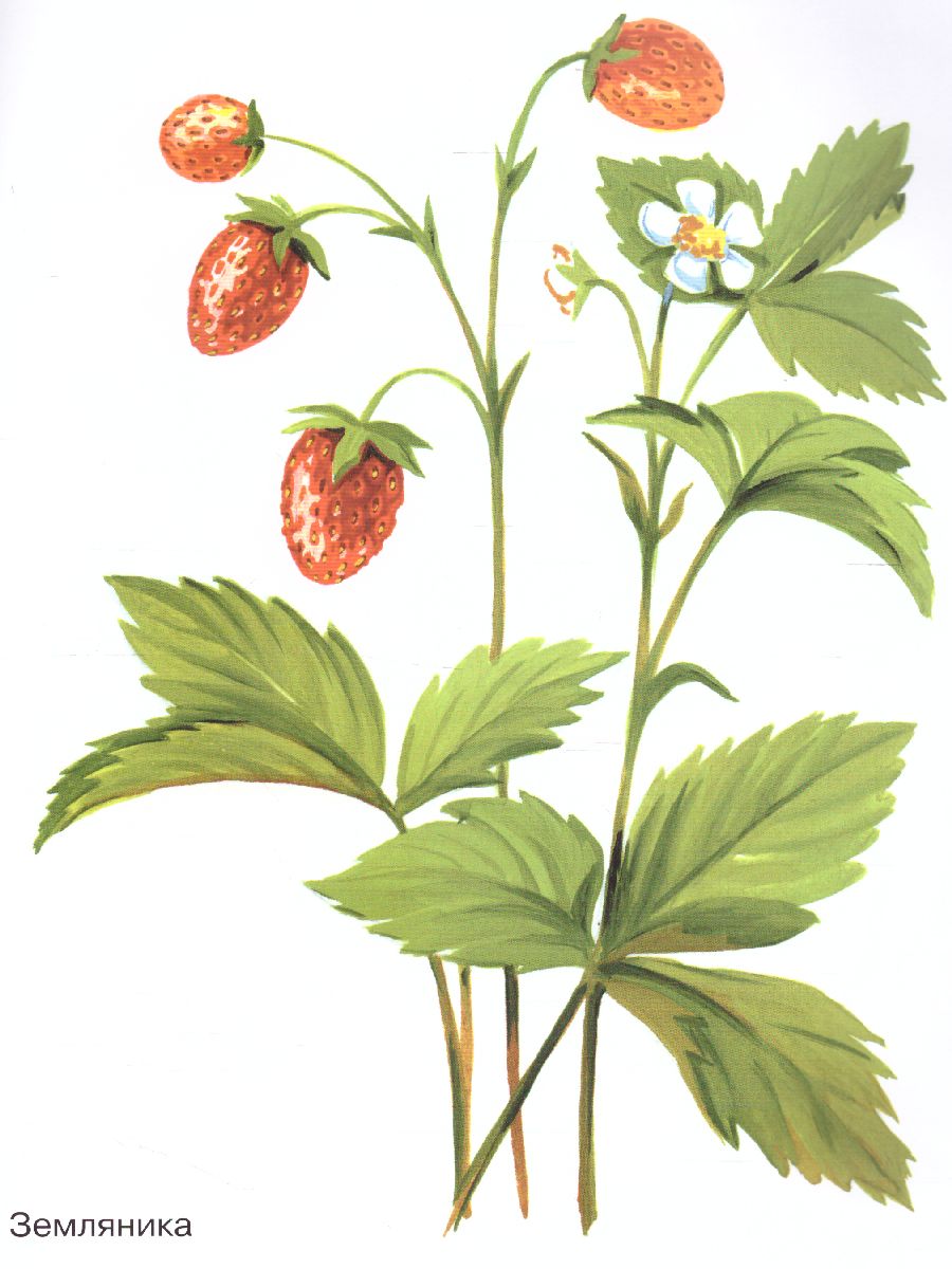 Обложка книги Ягоды в картинках. Наглядное пособие для педагогов, воспитателей, логопедов, родителей, Автор Шорыгина Т.А., издательство ГНОМ | купить в книжном магазине Рослит