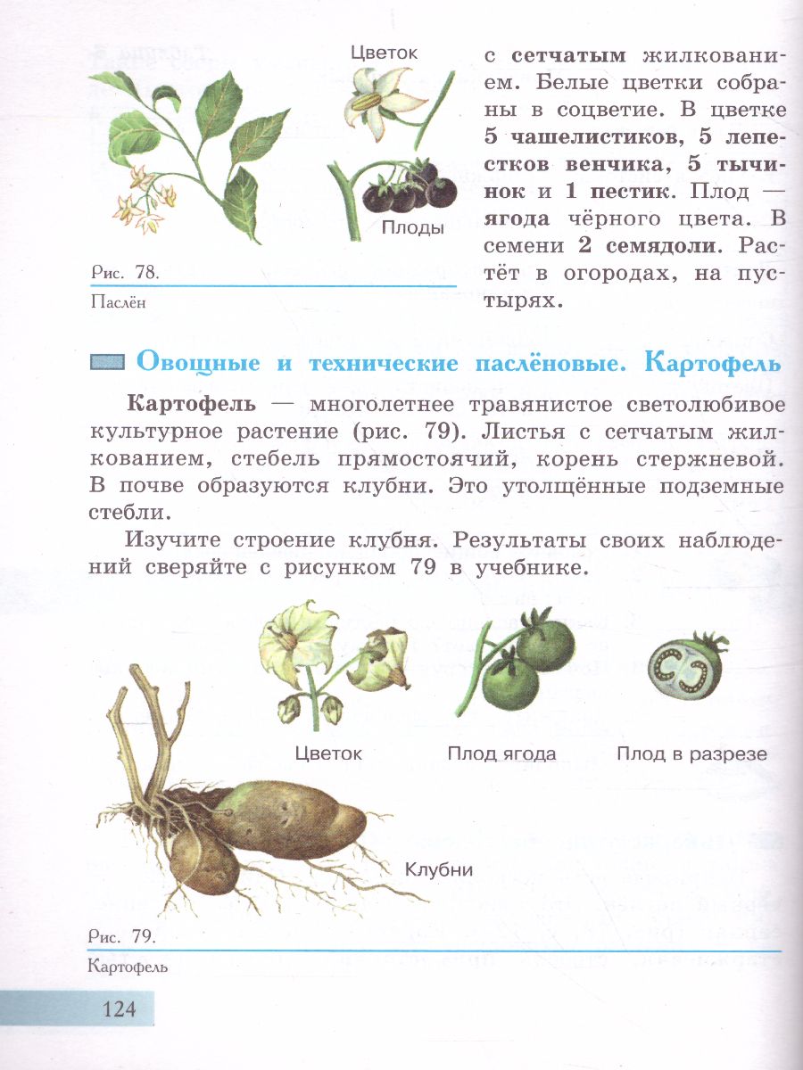 Обложка книги Биология 7 класс. Растения. Бактерии. Грибы. Учебник. Для обучающихся с интеллектуальными нарушениями, Автор Клепинина З.А., издательство Просвещение | купить в книжном магазине Рослит