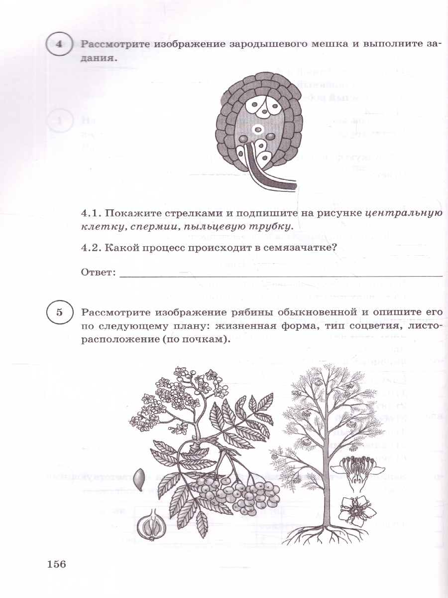 Обложка книги ВПР Биология 6 класс. Типовые задания. 15 вариантов. ФИОКО СТАТГРАД. ФГОС НОВЫЙ, Автор Иголкина Е.А.; Богданов Н.А., издательство Экзамен | купить в книжном магазине Рослит