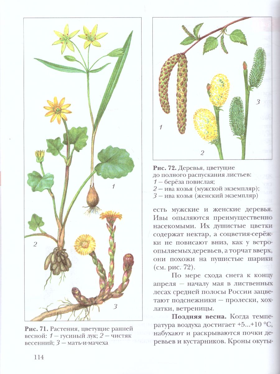 Обложка книги Экология растений 6 класс. Учебник, Автор Былова А.М. Шорина Н.И., издательство Просвещение | купить в книжном магазине Рослит