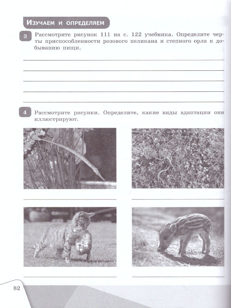 Обложка книги Биология. 9 класс. Рабочая тетрадь, Автор Сивоглазов В.И., издательство Просвещение/Союз                                   | купить в книжном магазине Рослит