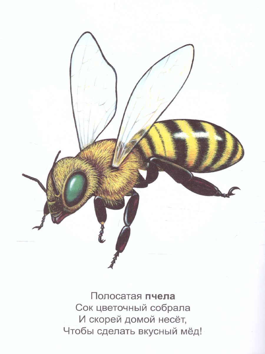 Обложка книги Раскраска Малышок "Насекомые", Автор , издательство Страна фантазий | купить в книжном магазине Рослит