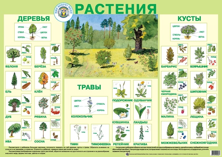 Обложка книги Плакат "Растения", Автор , издательство Маленький гений-Пресс | купить в книжном магазине Рослит