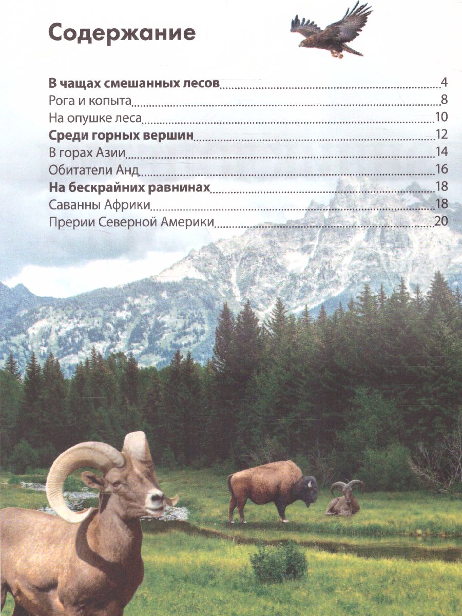 Обложка Детская энциклопедия "Животные", издательство Буква-Ленд                                         | купить в книжном магазине Рослит