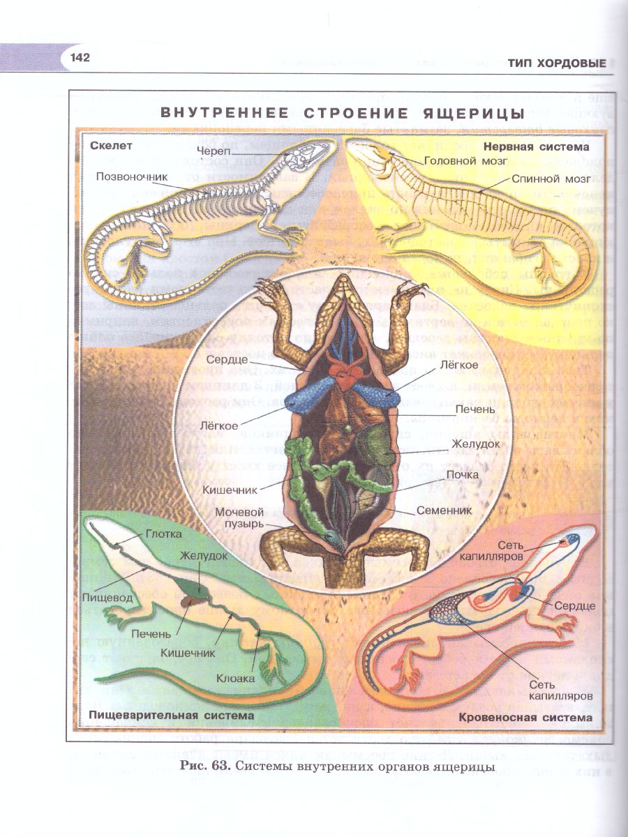 Обложка книги Биология 7 класс. Живые организмы. Животные. Учебник, Автор Трайтак Д.И. Суматохин С.В., издательство Мнемозина | купить в книжном магазине Рослит