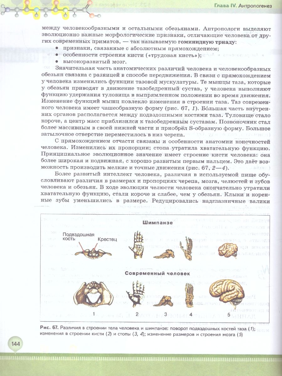 Обложка книги Биология 11 класс. Углубленный уровень. Учебное пособие. ФГОС, Автор Бородин П.М.; Дымшиц Г.М.; Саблина О.В., издательство Просвещение | купить в книжном магазине Рослит