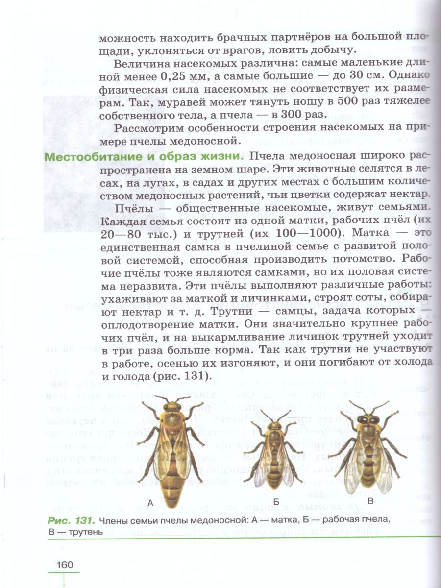 Обложка книги Биология 8 класс Животные: линейный курс. Учебник, Автор Пасечник В.В., издательство Просвещение | купить в книжном магазине Рослит