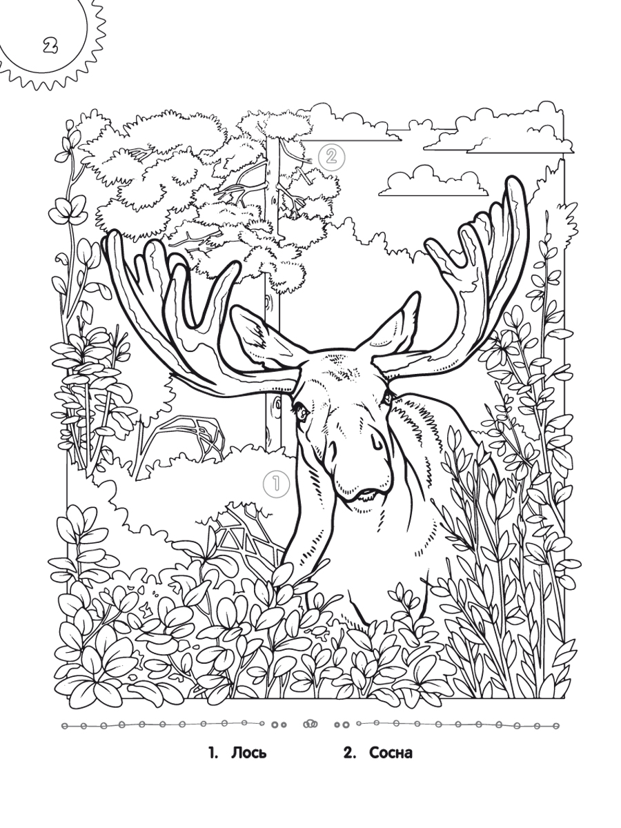 Обложка книги Самое достопримечательное. Природа Пермского края. Книжка-раскраска, Автор Клёпова Л.П., издательство Планета | купить в книжном магазине Рослит