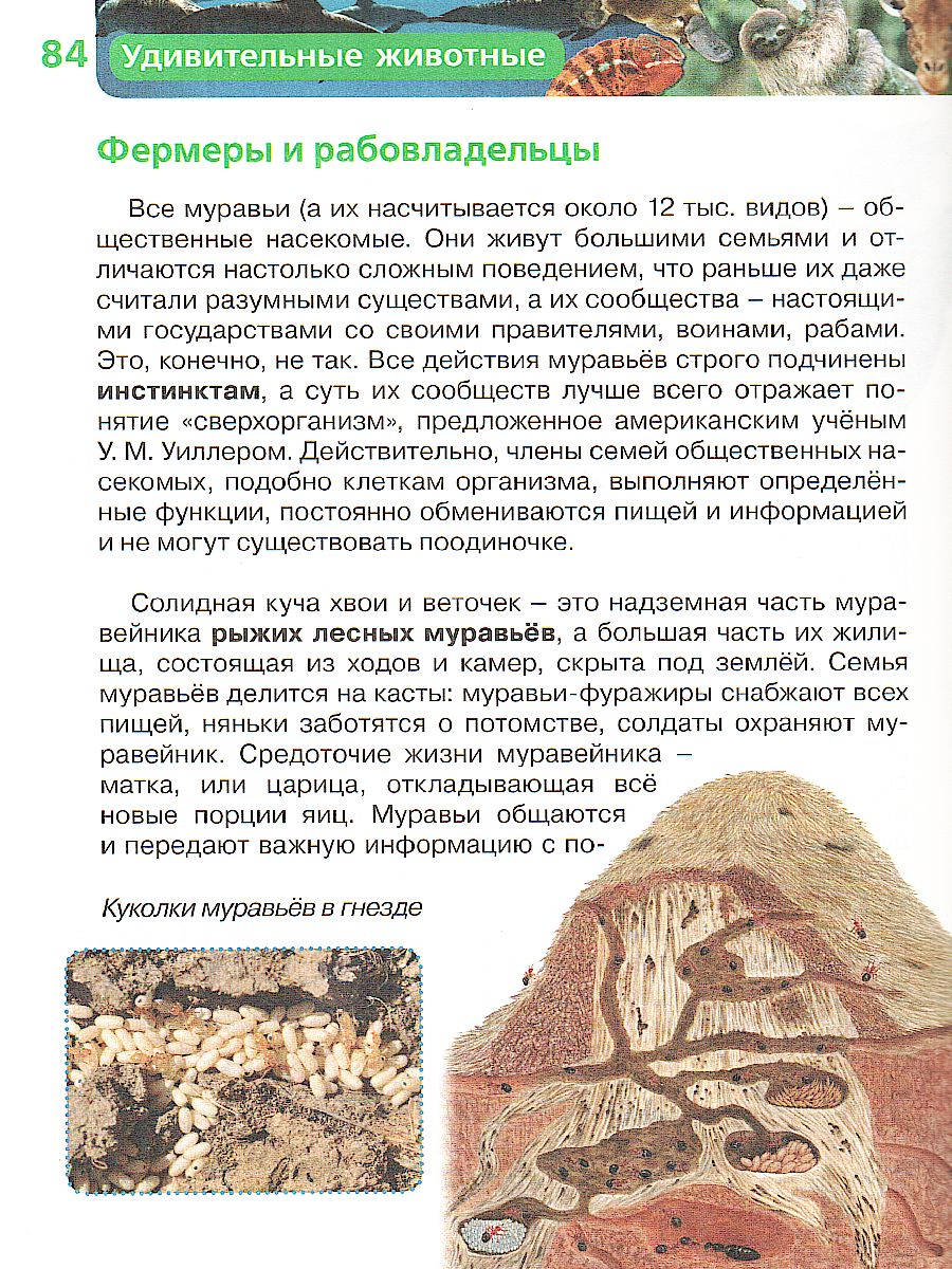 Обложка Удивительные животные (ДЭР), издательство РОСМЭН | купить в книжном магазине Рослит