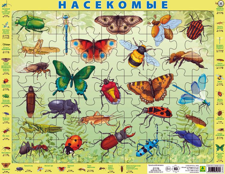Обложка книги Насекомые России. Детский пазл на подложке (36х28см, 63 элемента), Автор , издательство РУЗ Ко | купить в книжном магазине Рослит