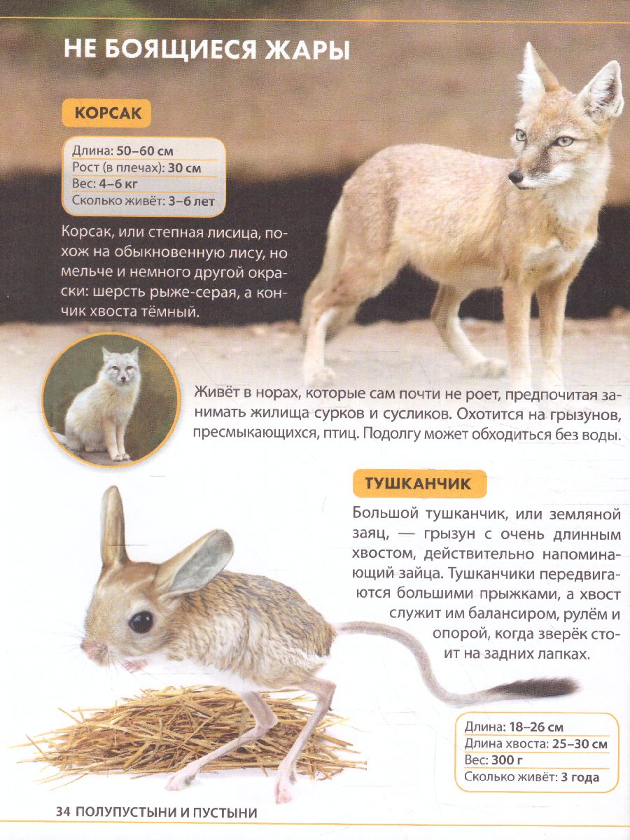 Обложка Детская энциклопедия "Животные России", издательство Буква-Ленд                                         | купить в книжном магазине Рослит