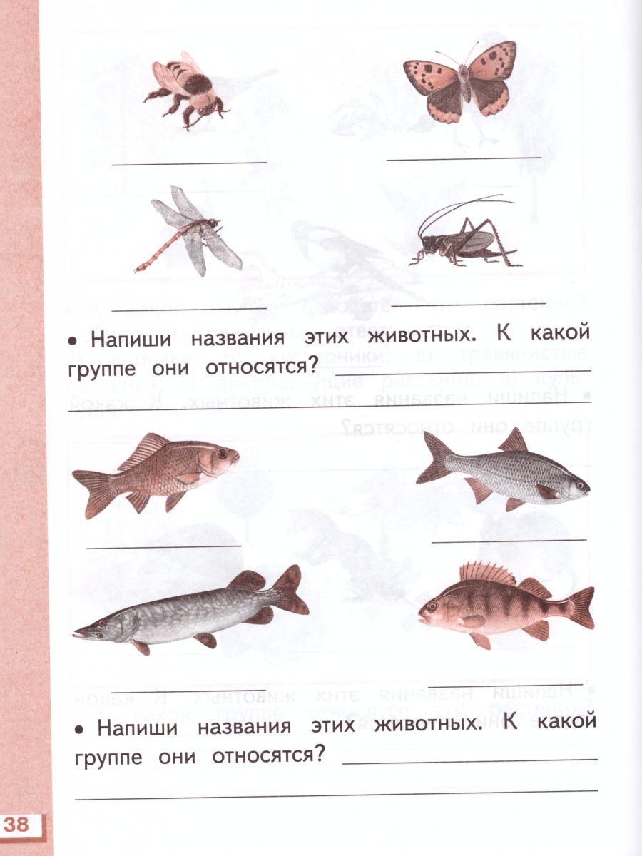 картинка Окружающий мир 1 класс. Рабочая тетрадь. В 2-х частях. Часть 2. ФГОС от магазина Рослит