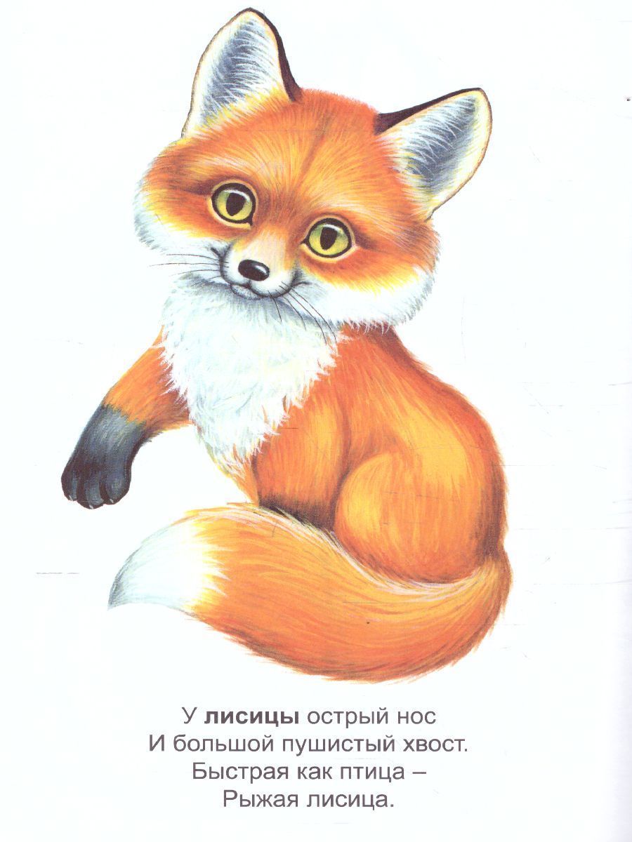 Обложка книги Раскраска Малышок "Дикие животные", Автор , издательство Страна фантазий | купить в книжном магазине Рослит