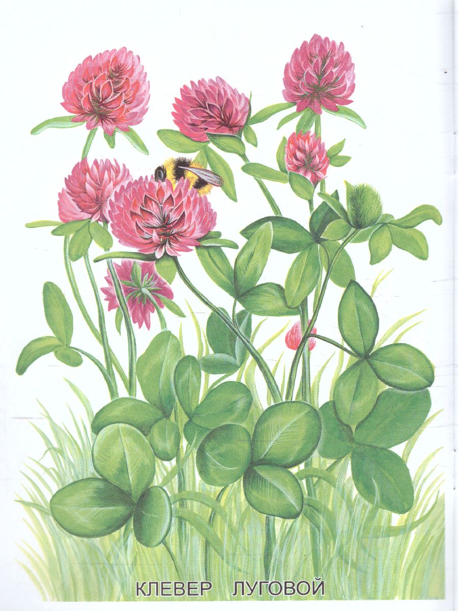 Обложка книги Раскраска "Луговые цветы", Автор , издательство Страна фантазий | купить в книжном магазине Рослит