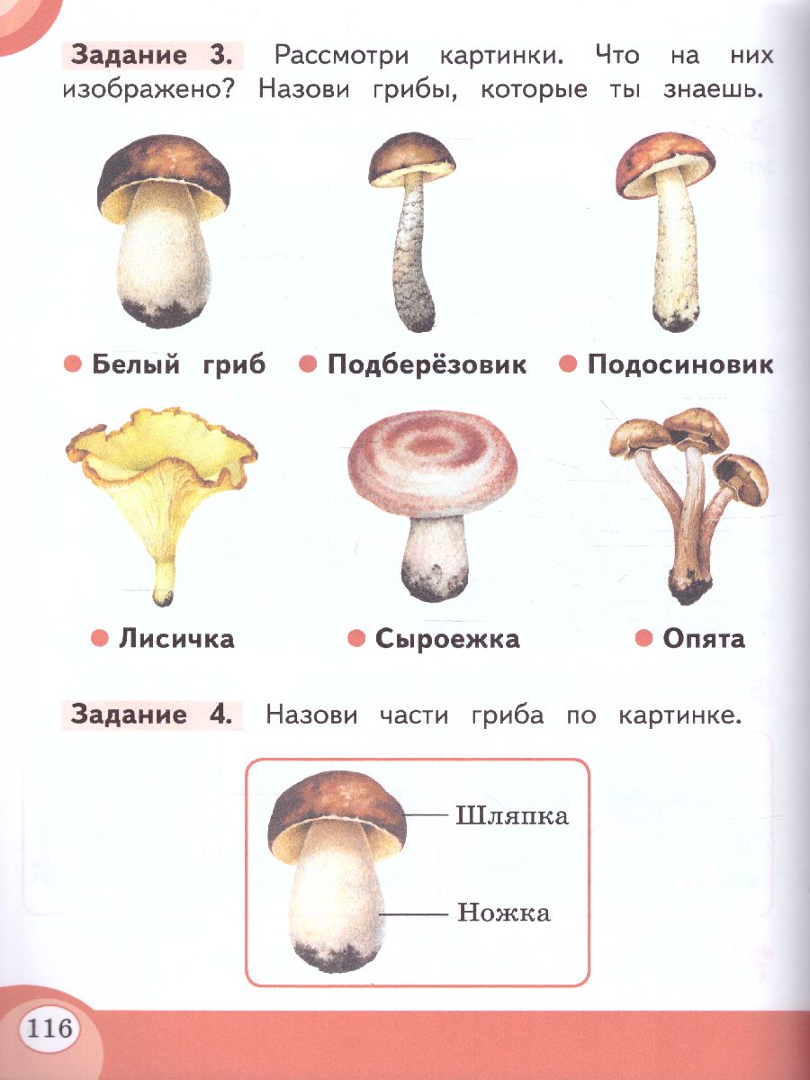 Обложка книги Развитие речи 1 дополнительный и 1 классы. В 2-х частях. Часть 2 (для обучающихся с тяжёлыми нарушениями речи), Автор Томме Л.Е. Китик Е.Е., издательство Просвещение | купить в книжном магазине Рослит
