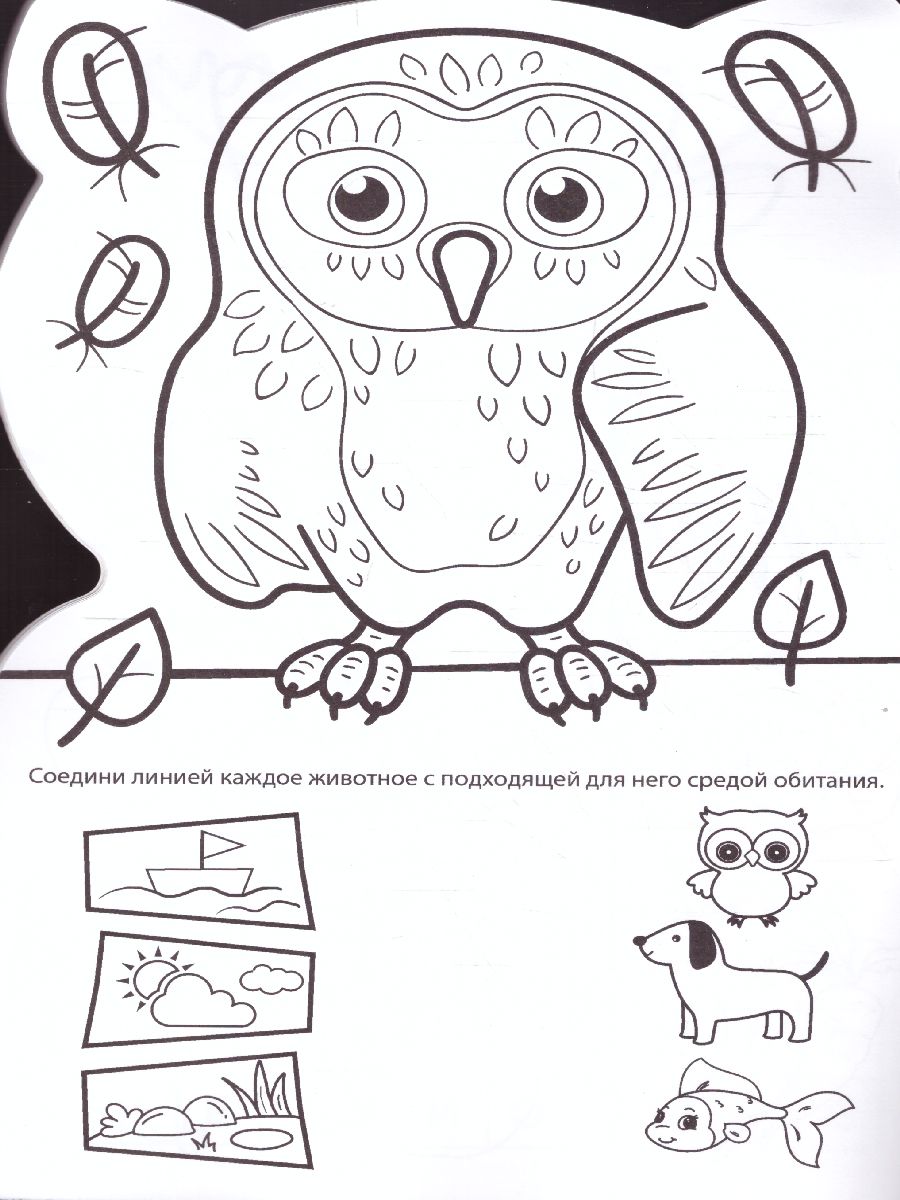 Обложка Котенок IQ Раскраска, издательство Проф-пресс | купить в книжном магазине Рослит