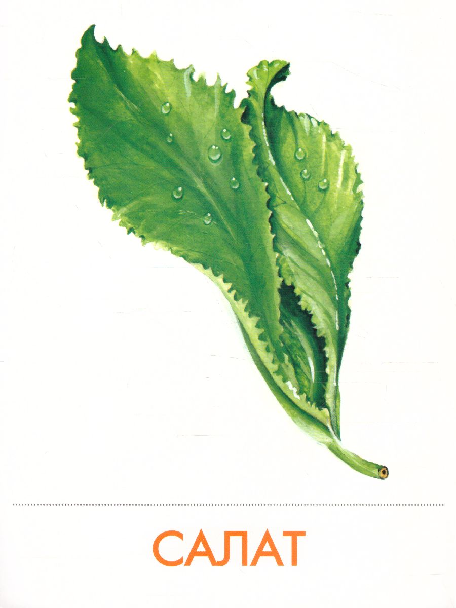 Обложка книги Дидактические карточки "Овощи", Автор , издательство Маленький гений-Пресс | купить в книжном магазине Рослит