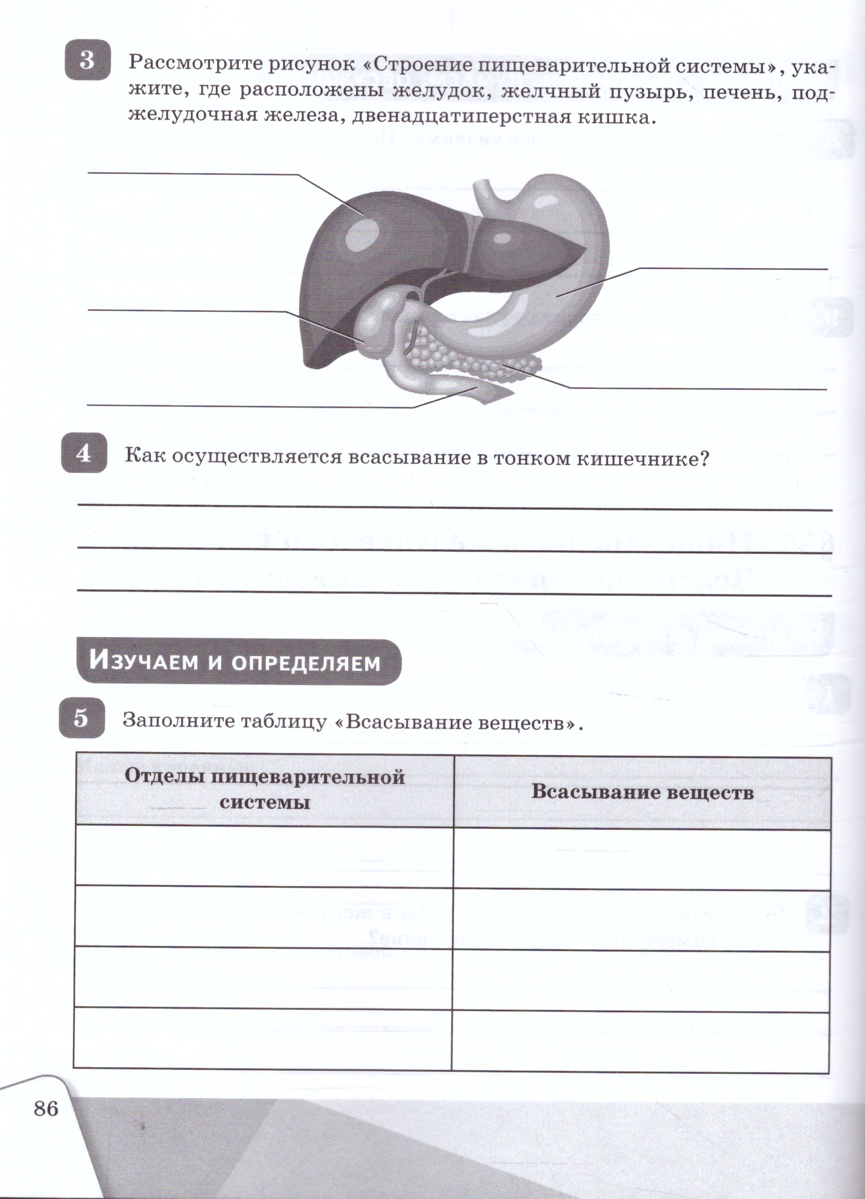 Обложка книги Биология 8 класс. Рабочая тетрадь, Автор Алексеева Е.В. Сивоглазов В.И., издательство Просвещение | купить в книжном магазине Рослит