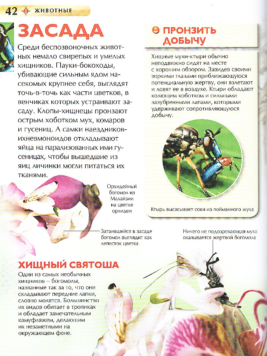 Обложка Животные, издательство РОСМЭН | купить в книжном магазине Рослит