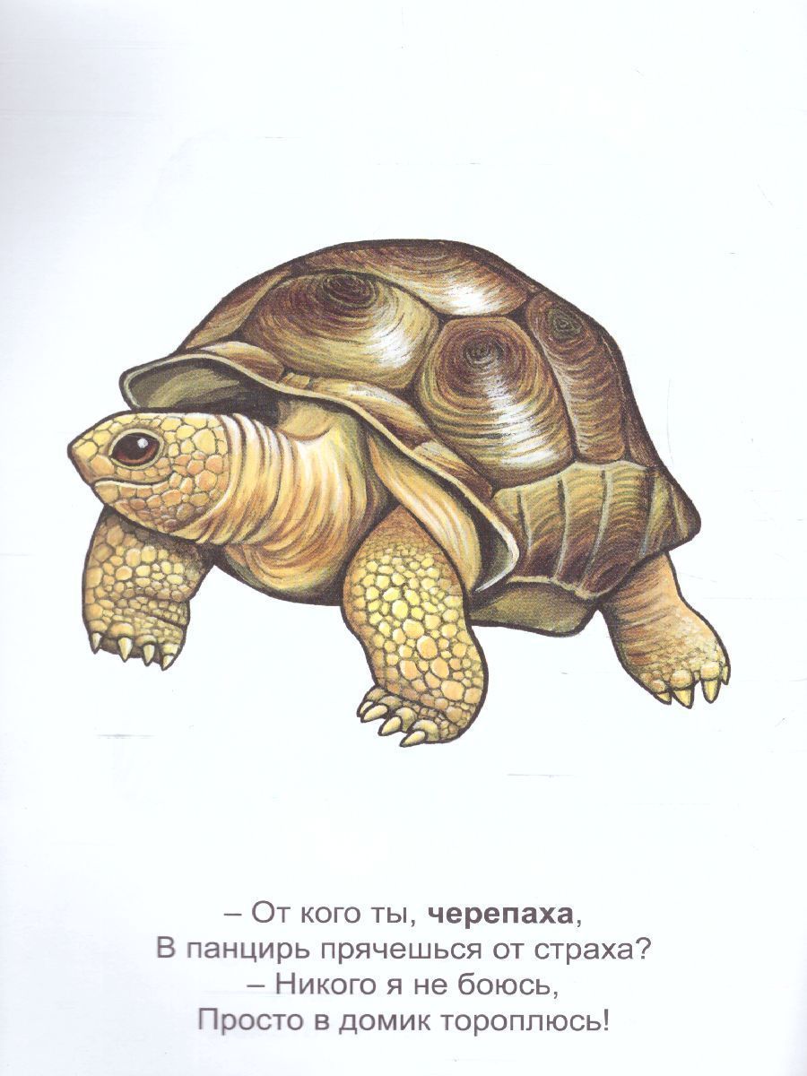Обложка книги Раскраска Малышок "Морские животные и рептилии", Автор , издательство Страна фантазий | купить в книжном магазине Рослит