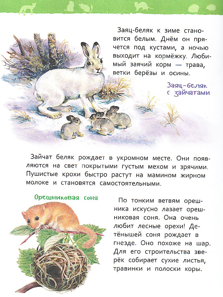 Обложка В лесу, издательство РОСМЭН | купить в книжном магазине Рослит