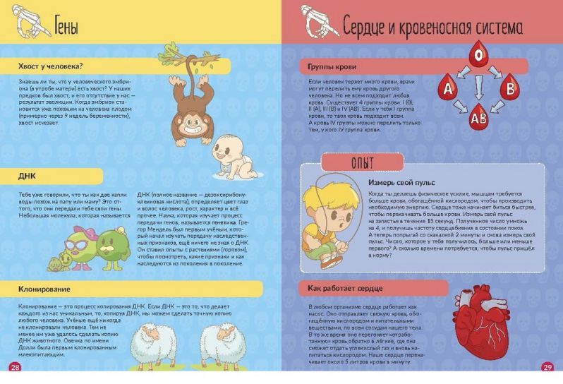 Обложка Тело человека. Книга-конструктор, издательство АСТ-Пресс | купить в книжном магазине Рослит
