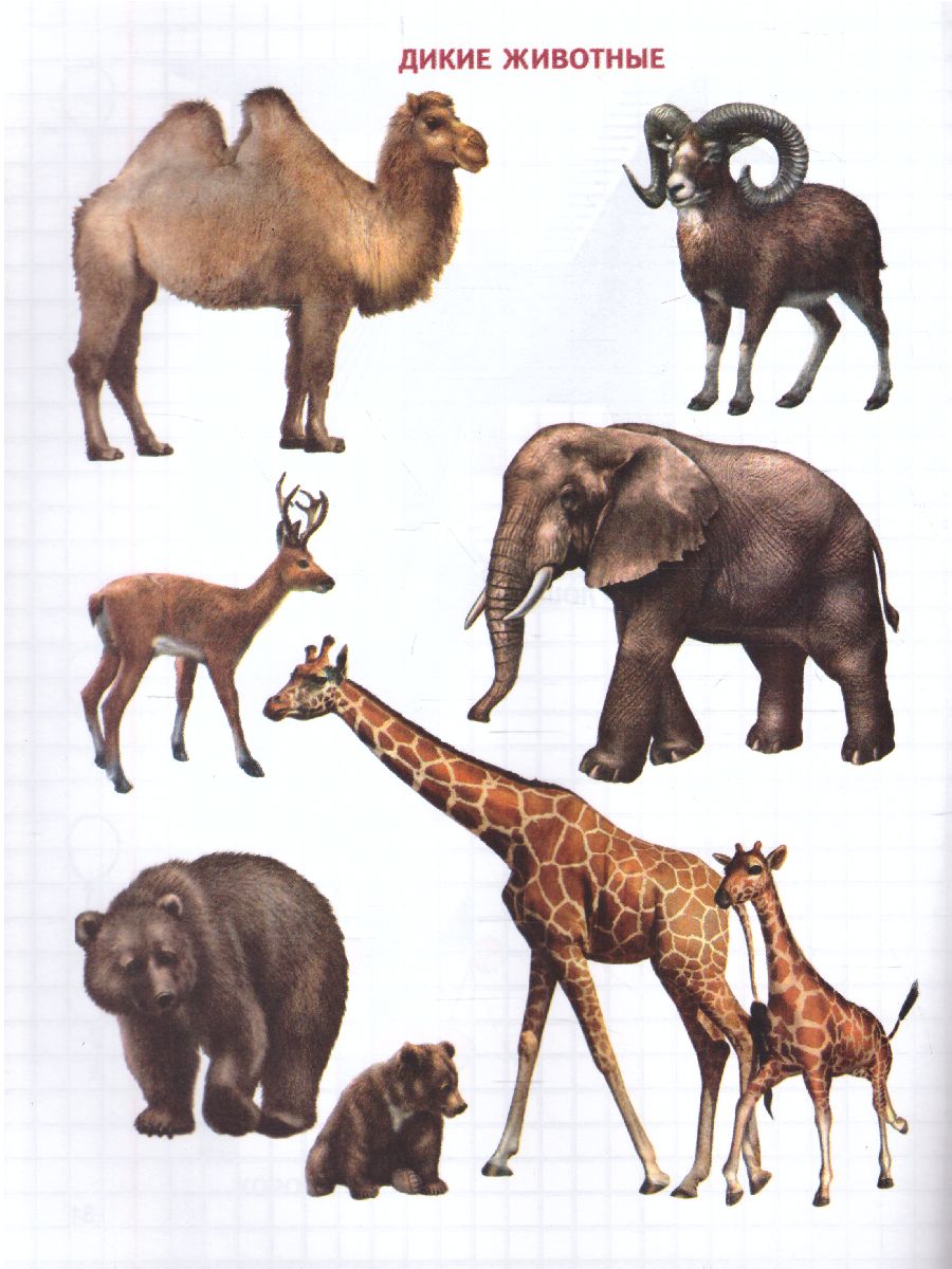 Обложка книги Геометрия вокруг нас. Рисование по клеточкам для детей 5-7 лет. ФГОС ДО, Автор Колесникова Е.В., издательство Сфера | купить в книжном магазине Рослит