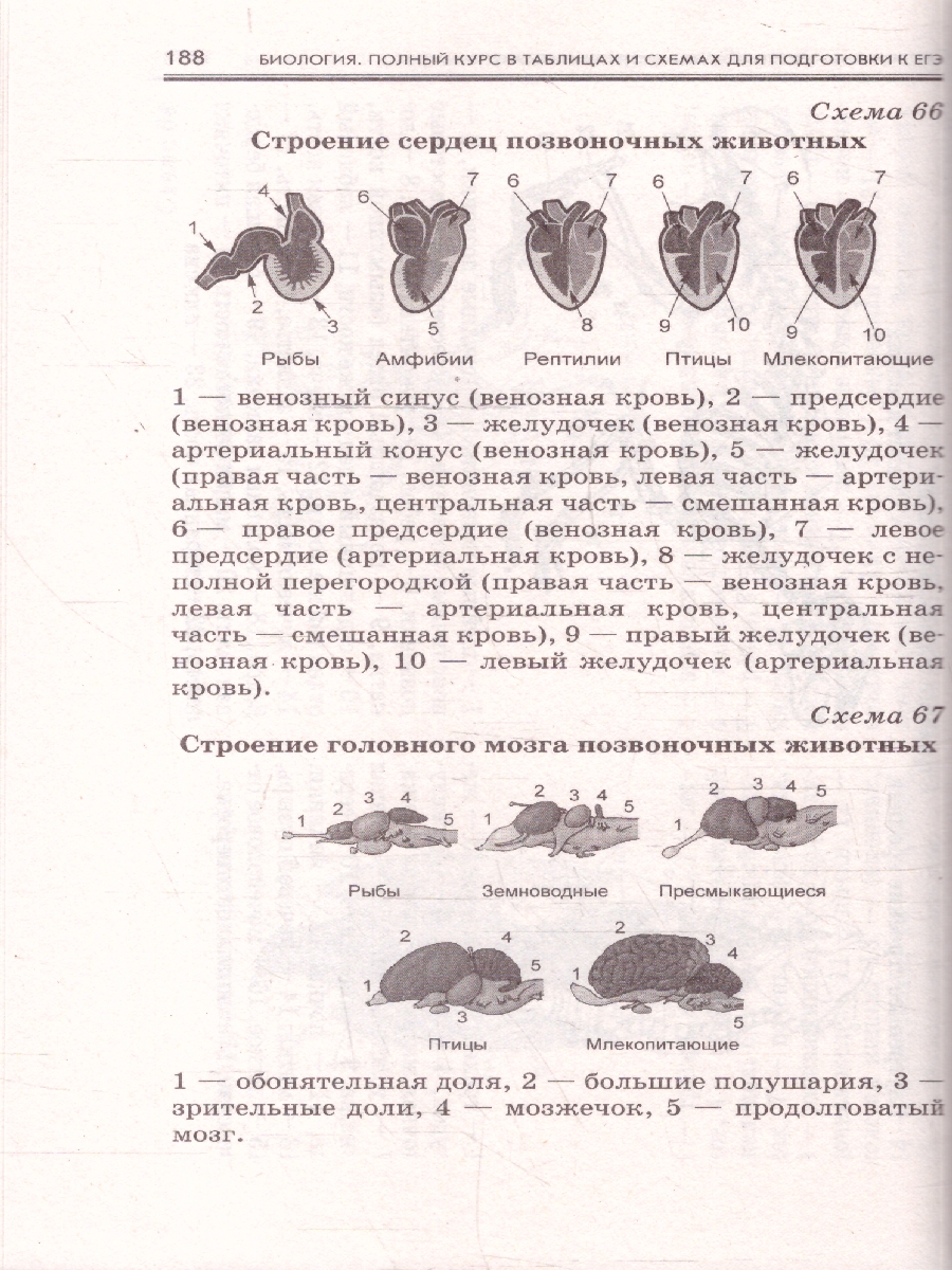 Обложка книги Биология ЕГЭ 10-11 классы. Полный курс в таблицах и схемах, Автор Маталин А. В., издательство АСТ | купить в книжном магазине Рослит