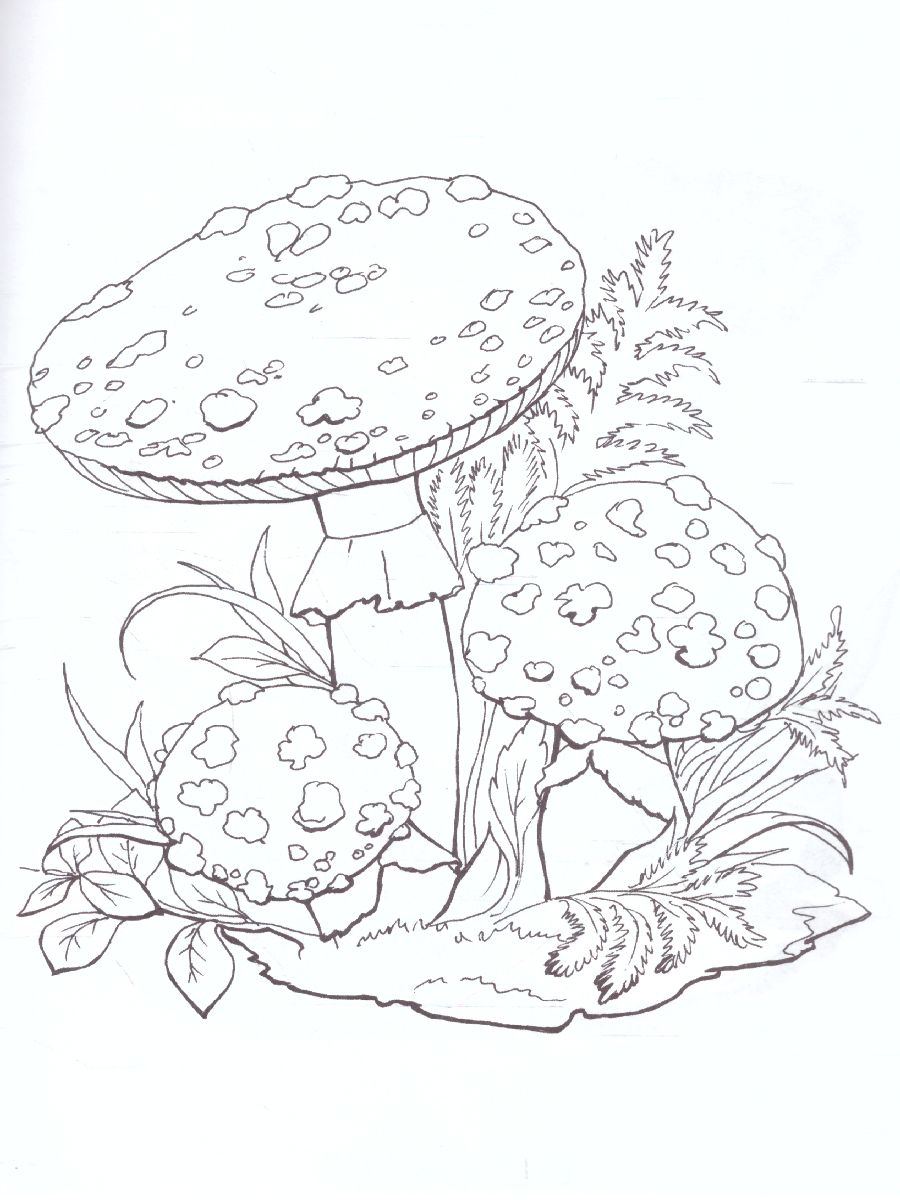 Обложка книги Раскраска "Ядовитые грибы", Автор , издательство Страна фантазий | купить в книжном магазине Рослит