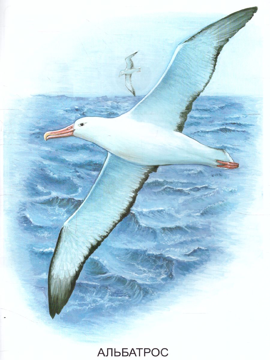 Обложка книги Раскраска "Животные Арктики и Антарктиды", Автор , издательство Страна фантазий | купить в книжном магазине Рослит