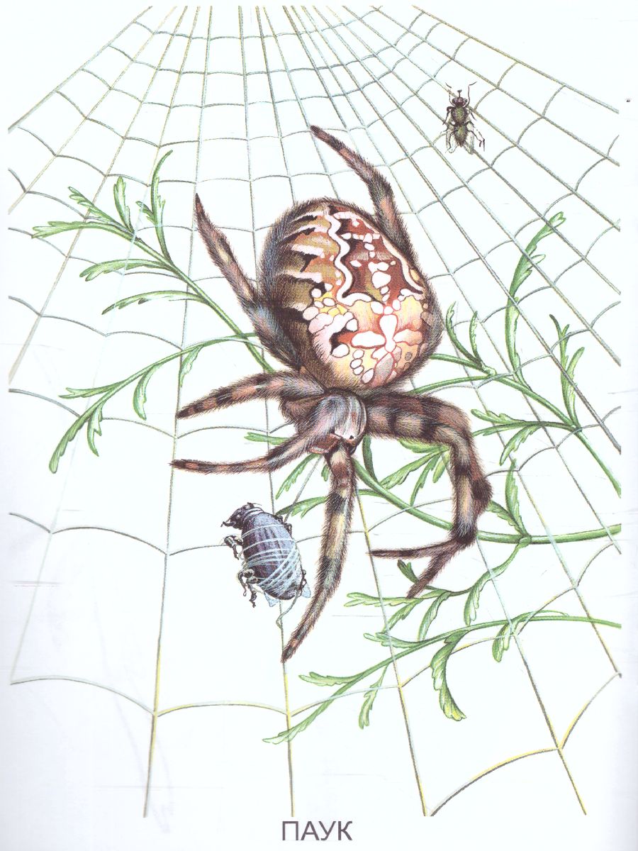 Обложка книги Раскраска "Насекомые-2", Автор , издательство Страна фантазий | купить в книжном магазине Рослит