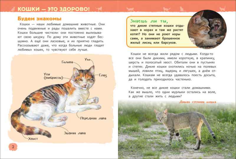 Обложка Кошки и котята (Энциклопедия для детского сада), издательство РОСМЭН | купить в книжном магазине Рослит