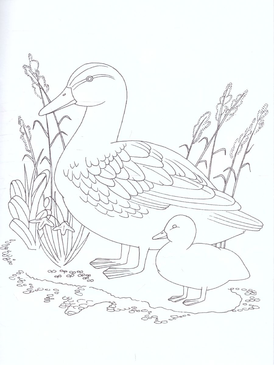 Обложка книги Раскраска "Перелетные птицы", Автор , издательство Страна фантазий | купить в книжном магазине Рослит