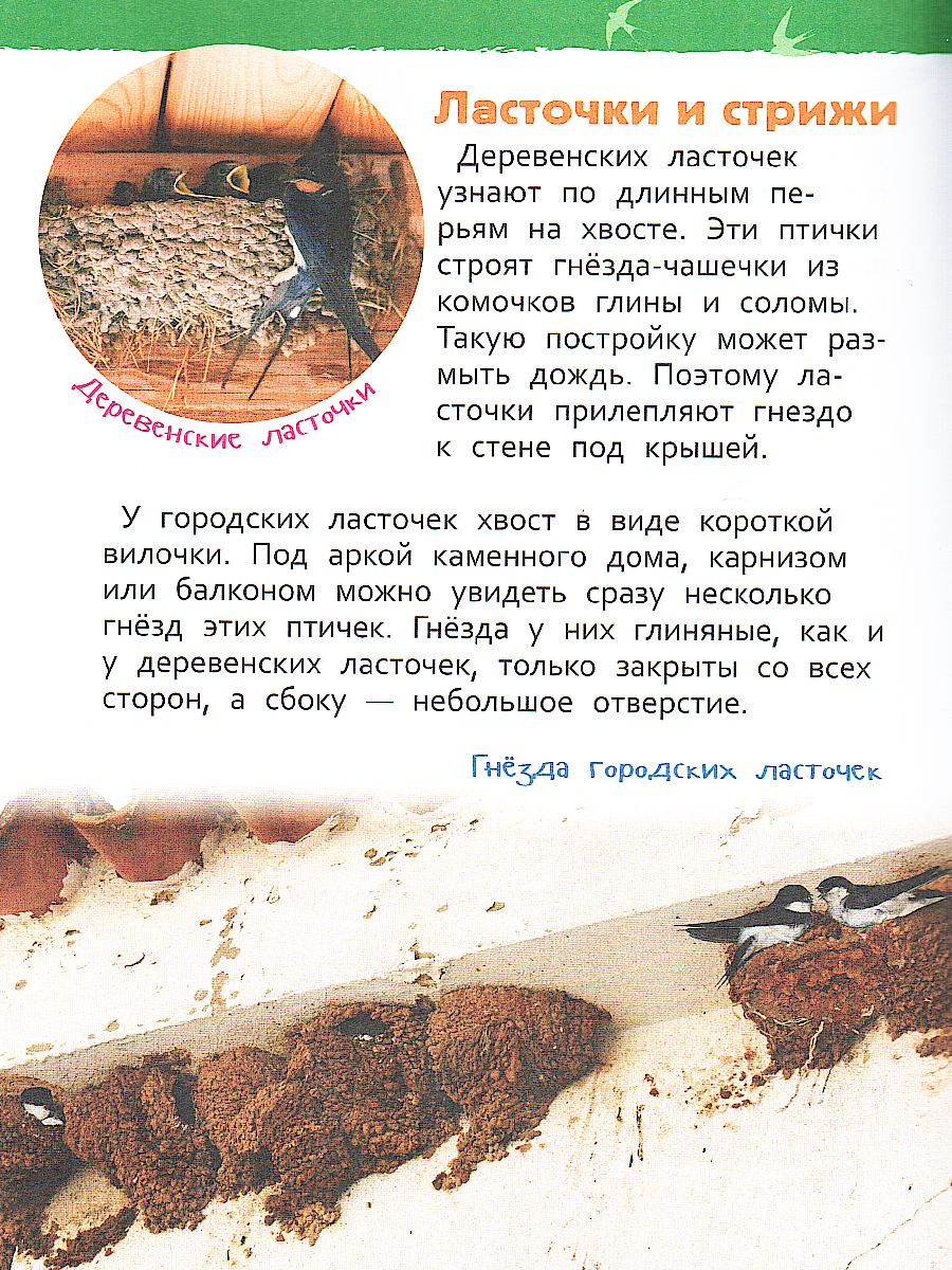 Обложка Животные России. Энциклопедия для детского сада, издательство РОСМЭН | купить в книжном магазине Рослит